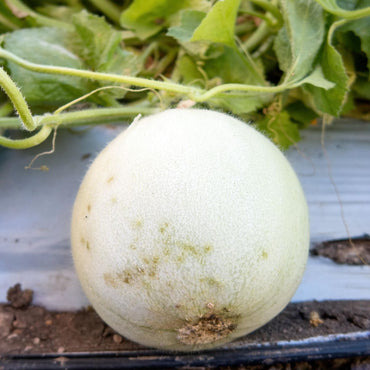 Rockmelon- Huerfano Bliss