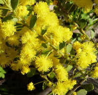 Gold Dust Wattle