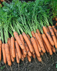 Napoli – Organic Carrot Seed