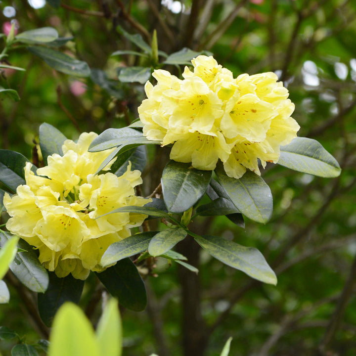 Heirloom Yellow Rhododendron Flower Seeds for Planting – Non-GMO Perennial Garden Blooms