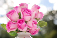Romantic Pink Rose Heirloom Non-GMO Seeds for Planting