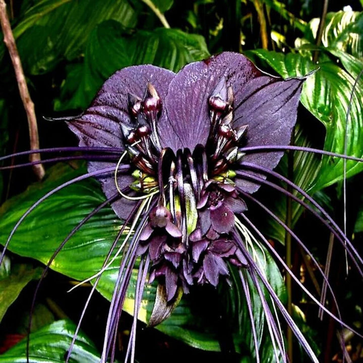 Black Chantrieri Flower Seeds – Heirloom Non-GMO Bat Lily Seeds for Tropical Garden Displays
