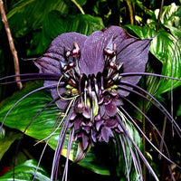 Black Chantrieri Flower Seeds – Heirloom Non-GMO Bat Lily Seeds for Tropical Garden Displays