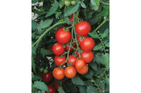 Mountain Magic – Tomato Seed
