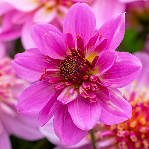 Dahlia- Pink Starburst (Tuber)