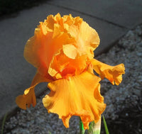 Orange Splash Bearded Iris