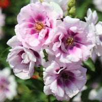 Easy on the Eyes Shrub Rose