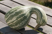 Green Striped Cushaw – Pumpkin Seed