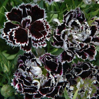 Dianthus- Black and White