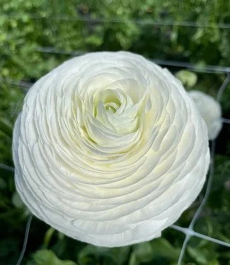Ranunculus- Elegance Bianco 59-99