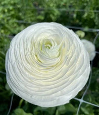 Ranunculus- Elegance Bianco 59-99