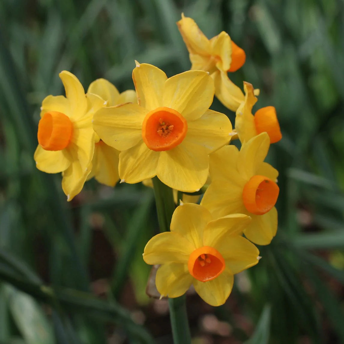 Jonquil- Soleil d'Or