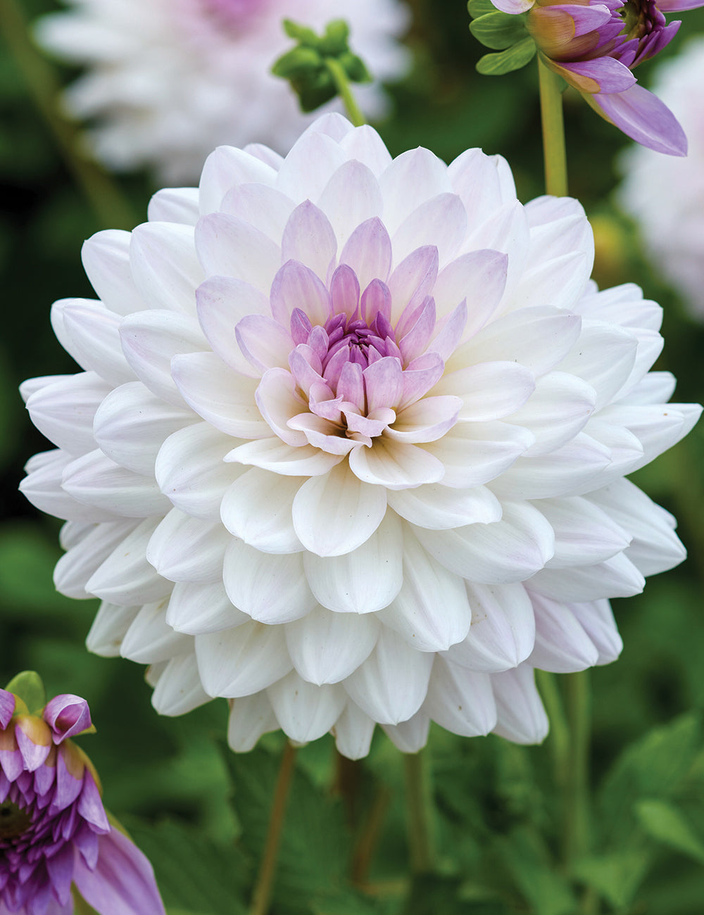 Dahlia- Cloe (Tuber)