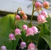 Pink Bell Orchid Flower Seeds – Heirloom Non-GMO Rare Blooms for Garden Planting