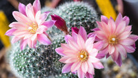 Heirloom Non-GMO Kakteen Flower Seeds – Colorful Cactus Blooms for Garden Planting