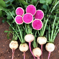 Purple Heart – Watermelon Radish Seeds
