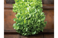 Bauer – Organic Lettuce Seed