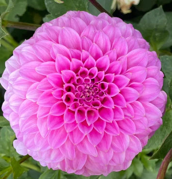 Dahlia- Bracken Sequel (Tuber)