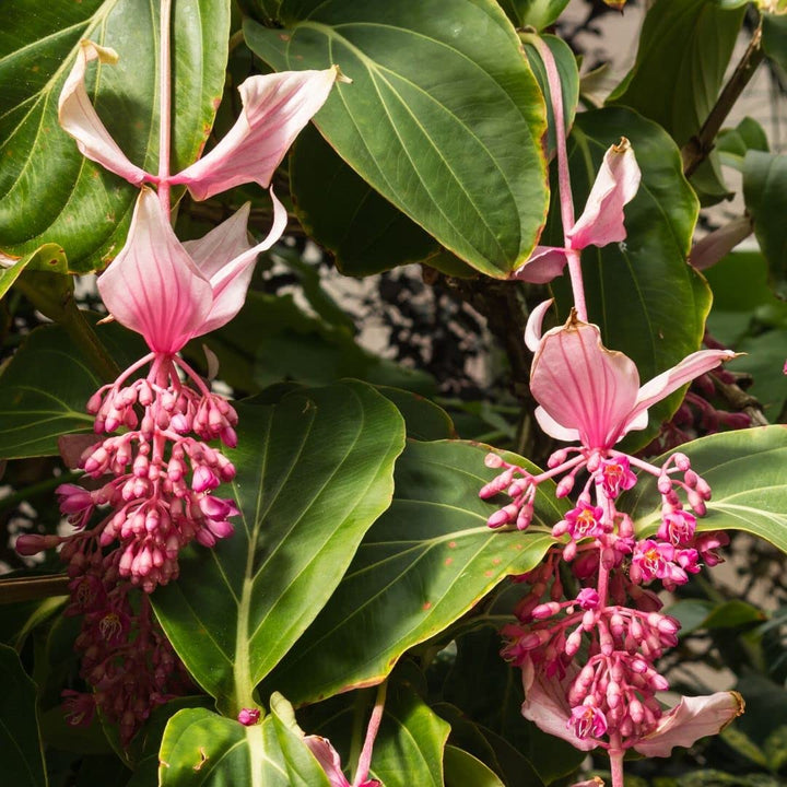 Organic Light Pink Medinilla Cummingii Flower Seeds for Planting – Heirloom, Non-GMO