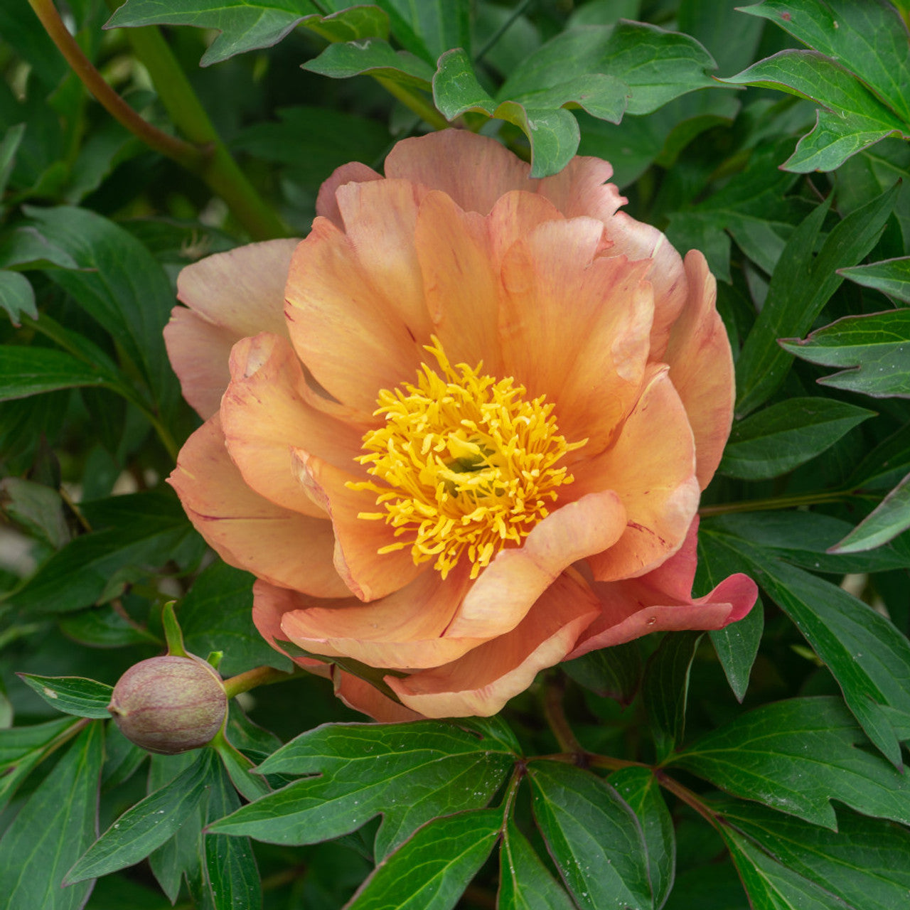 Singing in the Rain Itoh Peony
