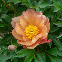 Singing in the Rain Itoh Peony