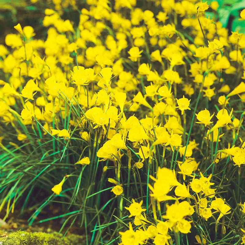 Golden Bells Carpet Daffodil Seeds