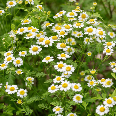 Feverfew Flower Seeds – Heirloom Non-GMO Medicinal Herb Seeds for Pollinator-Friendly Gardens