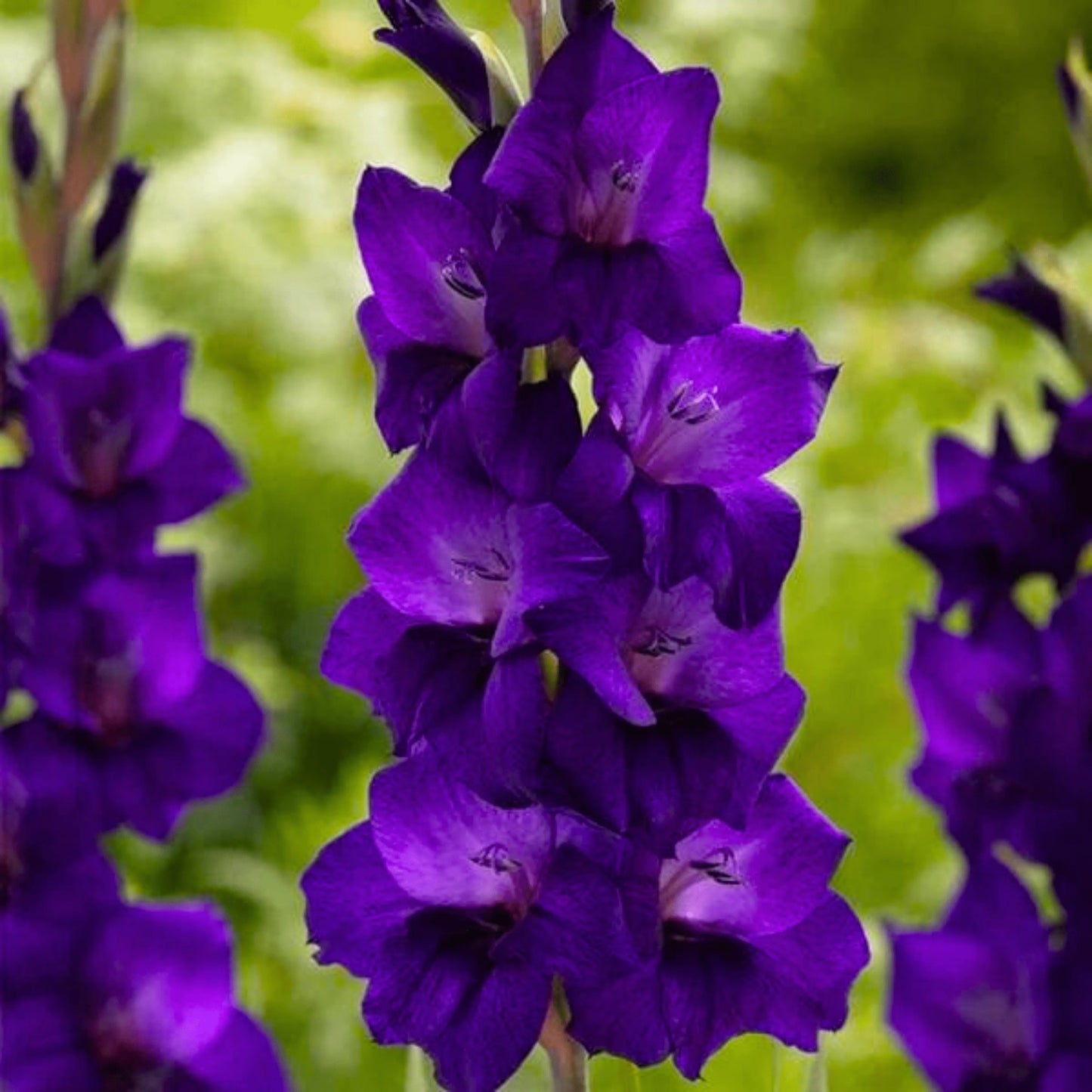 Gladiolus- Purple Flora