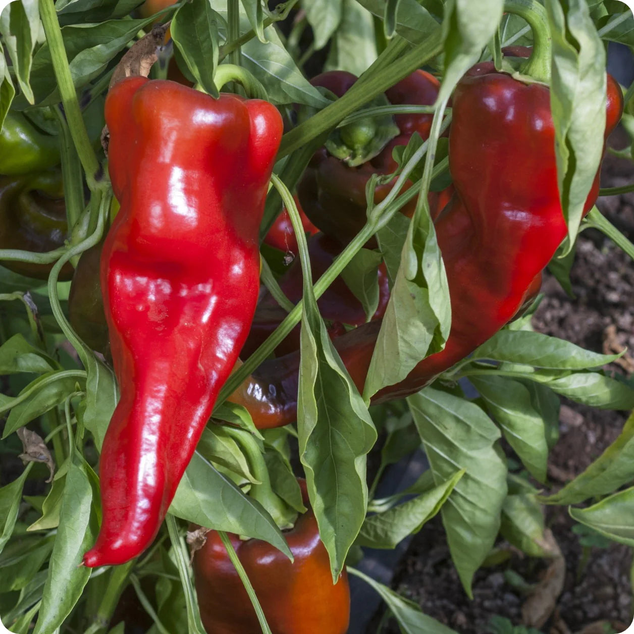 Carmen Pepper Seeds – Corno di Toro