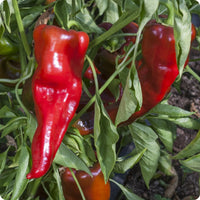 Carmen Pepper Seeds – Corno di Toro