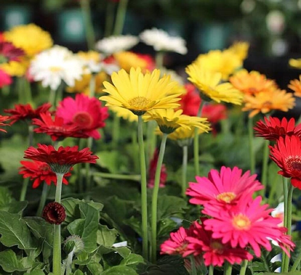 Gerbera Mix Flower Seeds for Planting – Organic, Heirloom, Non-GMO Garden Seeds
