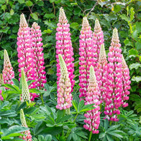 Heirloom Non-GMO Pink Lupine Popsicle Flower Seeds – Tall Spiky Blooms for Garden Planting