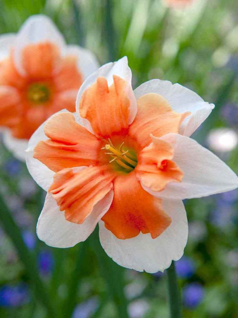 Electrus Daffodil Seeds