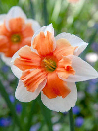 Electrus Daffodil Seeds