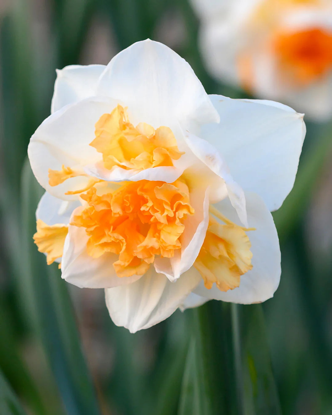 Peach Prince Daffodil Seeds