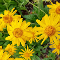 Arnica Flower Seeds for Garden Planting - 100