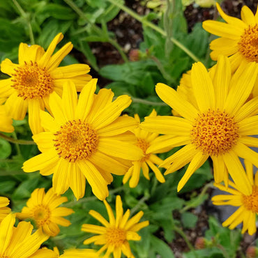 Arnica Flower Seeds for Garden Planting - 100