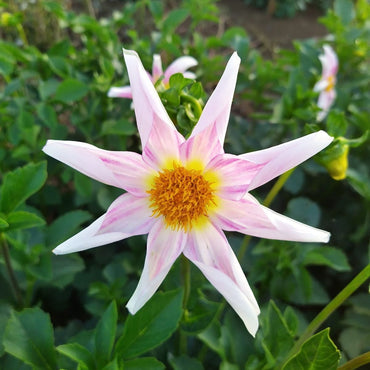 Dahlia- Derma Dainty (Tuber)
