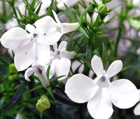 Lobelia- White Lady