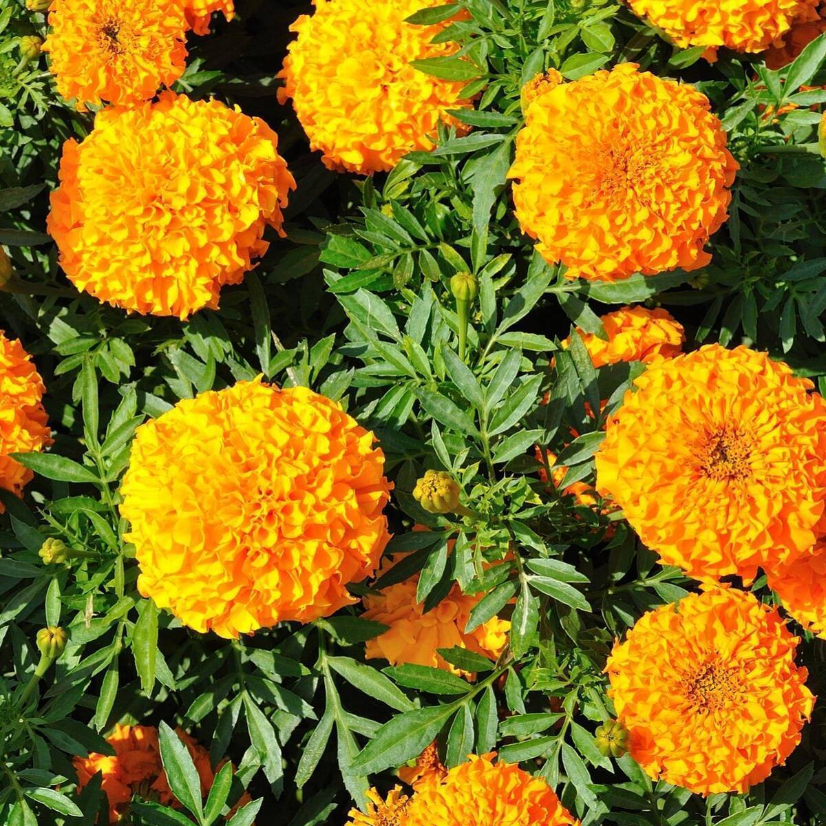 Marigold, African- Sierra Orange