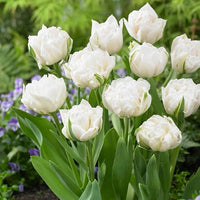 Mount Tacoma Tulip Seeds