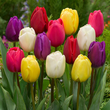 Midseason Tulip Mixture Seeds