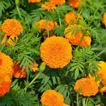 Marigold, African- Hawaii