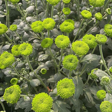 Green Chrysanthemum Flower Seeds for Planting - 100 pcs