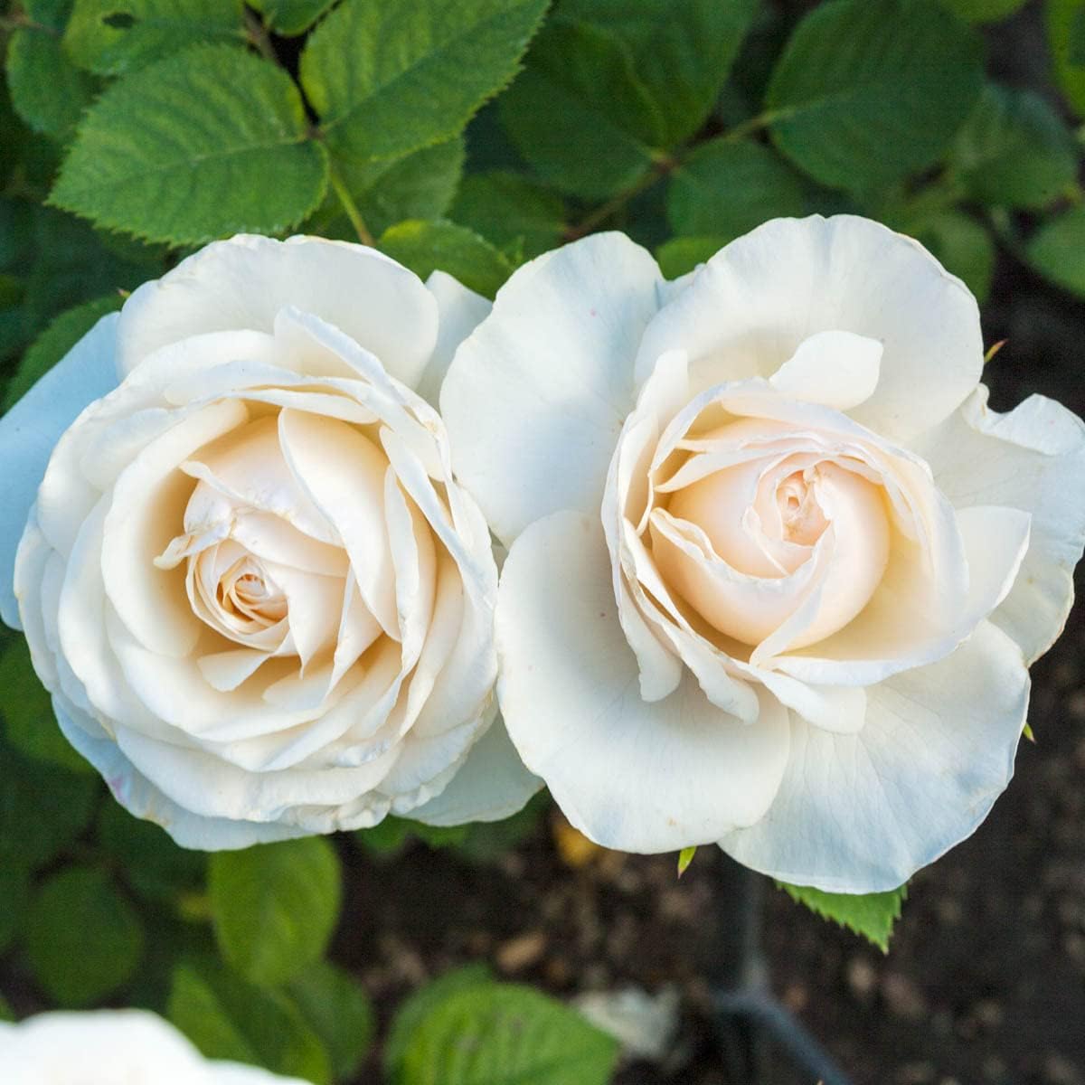 Easy Spirit Floribunda Rose