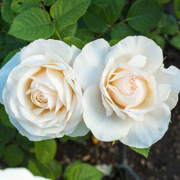 Easy Spirit Floribunda Rose
