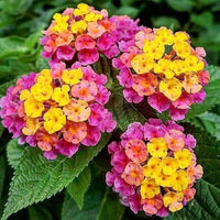 Mixed Rose & Lantana Heirloom Non-GMO Seeds for Planting
