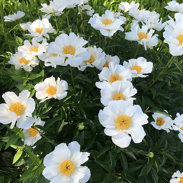 Jan van Leeuwen Peony