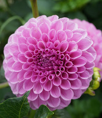Dahlia- Shirley Yeomans (Tuber)