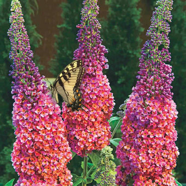 Jumbo Kaleidoscope Butterfly Bush